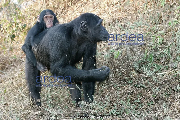 : Chimpanzee - adults with young on back : Chimpanzee - adults with young on back