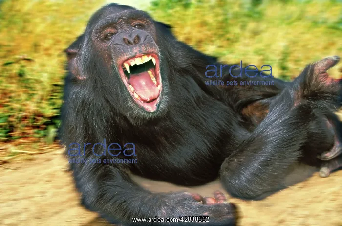 : Chimpanzee - aggressive : Chimpanzee - aggressive