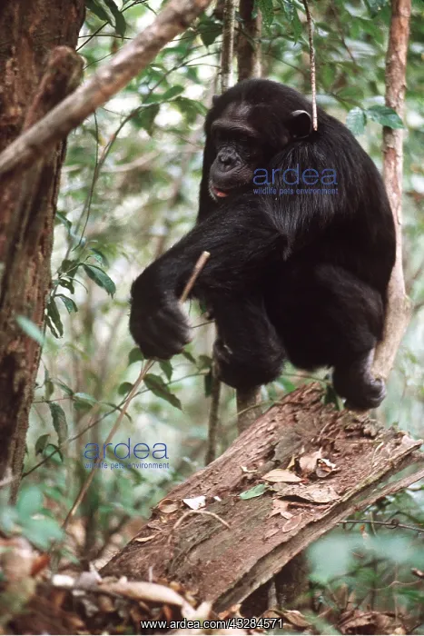 : CHIMPANZEE - anting with stick. Fishing for Safari ants : CHIMPANZEE - anting with stick. Fishing for Safari ants
