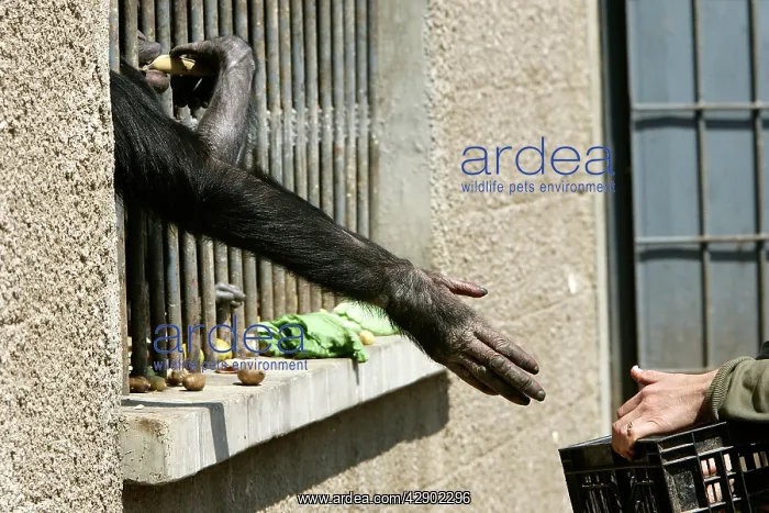 : Chimpanzee - arm reaching through cage bars for food : Chimpanzee - arm reaching through cage bars for food