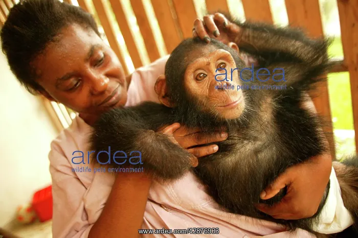 : CHIMPANZEE - in arms of carer at Orphanage / Nursery : CHIMPANZEE - in arms of carer at Orphanage / Nursery