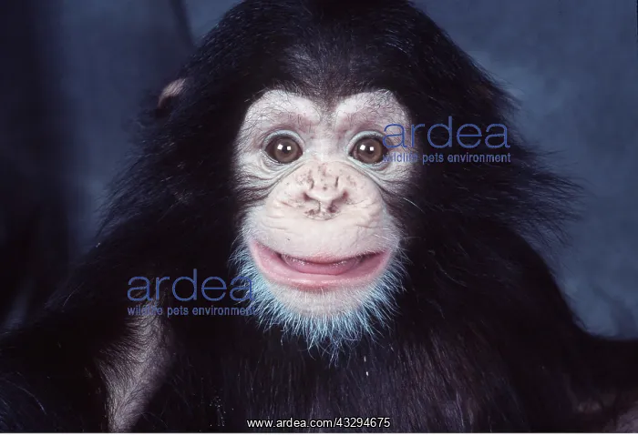 : CHIMPANZEE - baby making funny face : CHIMPANZEE - baby making funny face
