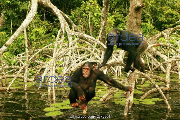 : CHIMPANZEE - balancing in mangrove : CHIMPANZEE - balancing in mangrove