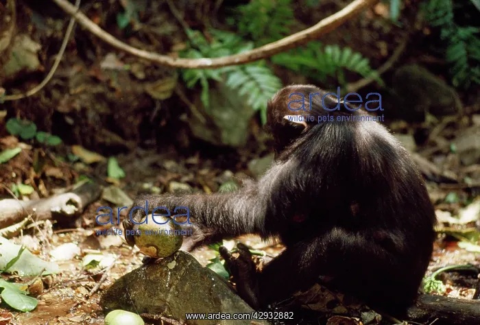 : Chimpanzee - bashing Conopharyngia fruit on a rock : Chimpanzee - bashing Conopharyngia fruit on a rock