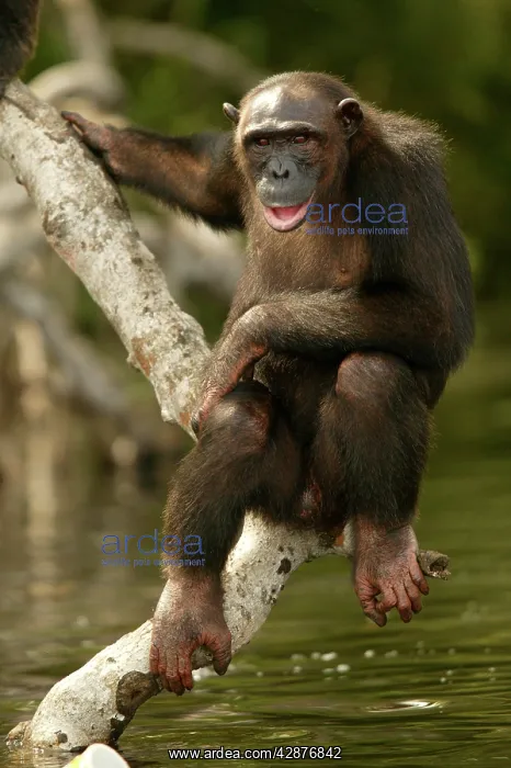 : CHIMPANZEE - on branch above water : CHIMPANZEE - on branch above water