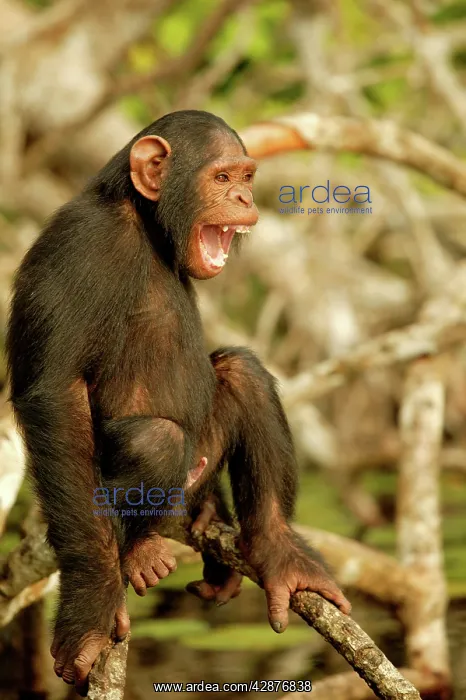 : CHIMPANZEE - on branches : CHIMPANZEE - on branches