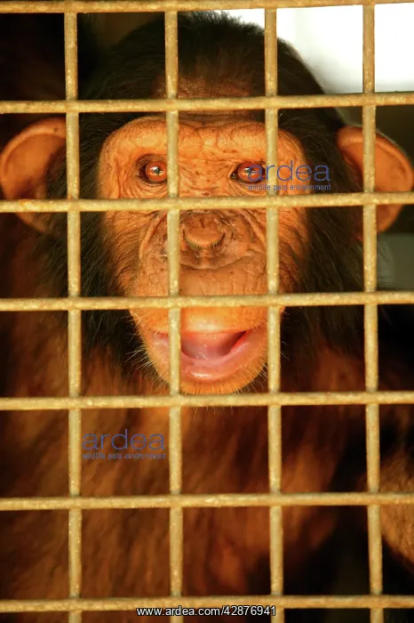 : CHIMPANZEE - captive behind bars : CHIMPANZEE - captive behind bars