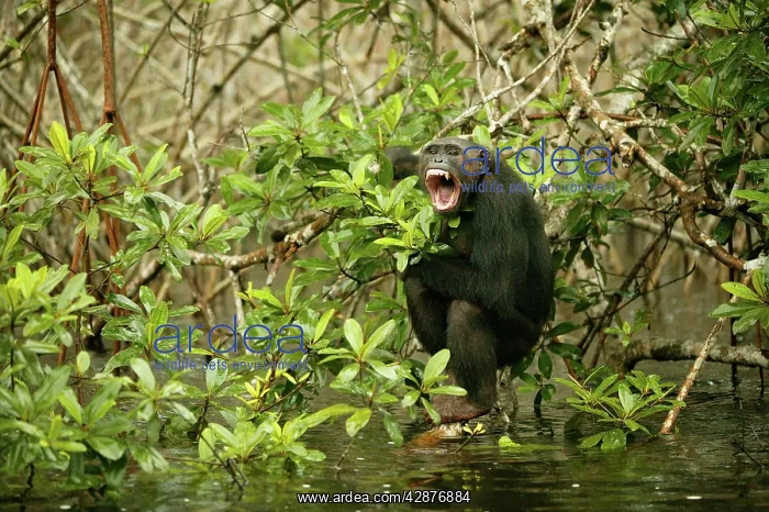 : CHIMPANZEE - climbing on branches above water : CHIMPANZEE - climbing on branches above water