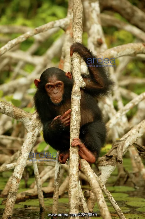 : CHIMPANZEE - climbing on roots above water : CHIMPANZEE - climbing on roots above water