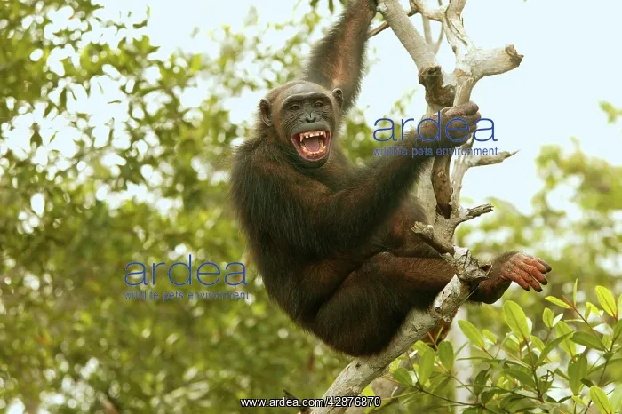 : CHIMPANZEE - climbing tree : CHIMPANZEE - climbing tree