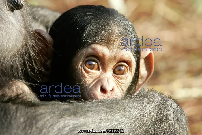 : Chimpanzee - close-up of babies face : Chimpanzee - close-up of babies face