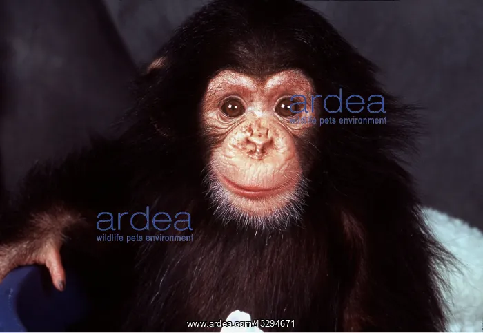 : CHIMPANZEE - close-up of baby face : CHIMPANZEE - close-up of baby face