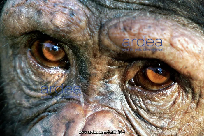 : Chimpanzee - close-up of eyes : Chimpanzee - close-up of eyes