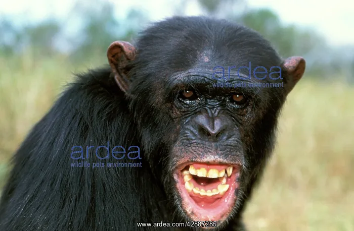 : Chimpanzee - close-up of face : Chimpanzee - close-up of face