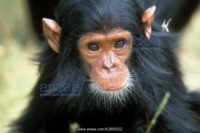 : Chimpanzee - close-up of face : Chimpanzee - close-up of face