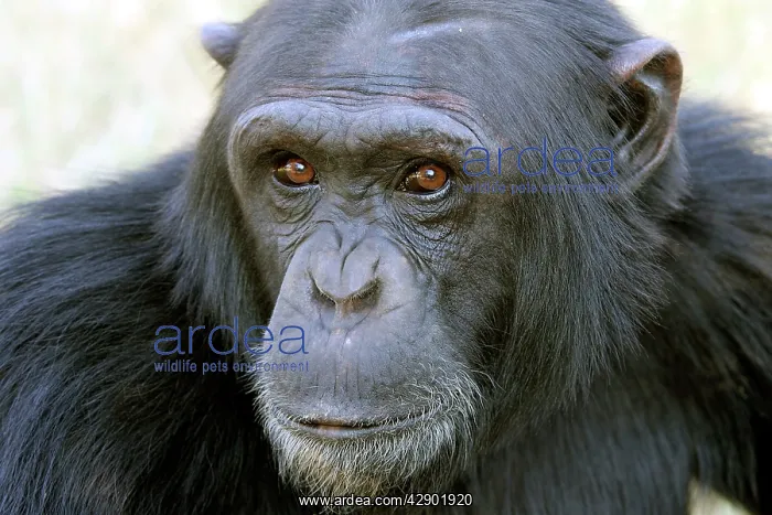  : Chimpanzee - close-up of face