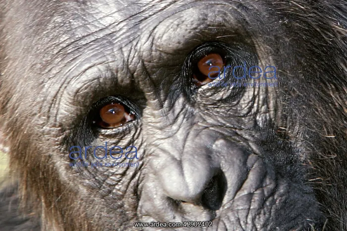 : Chimpanzee - close-up of face : Chimpanzee - close-up of face