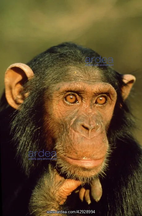 : CHIMPANZEE - close-up of face : CHIMPANZEE - close-up of face