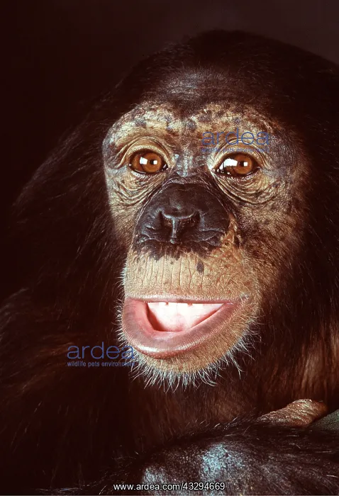 : CHIMPANZEE - close-up of face : CHIMPANZEE - close-up of face