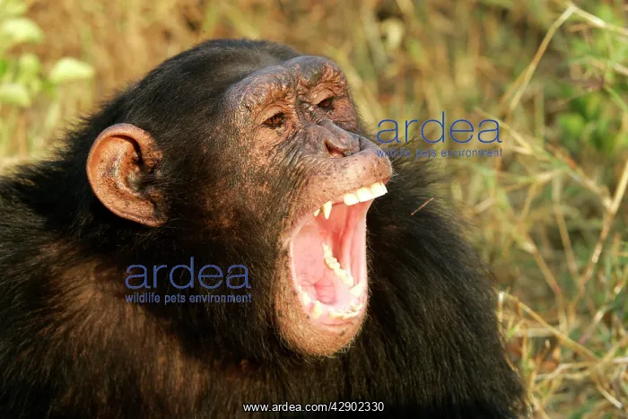 : Chimpanzee - close-up of face, with mouth open, aggressive : Chimpanzee - close-up of face, with mouth open, aggressive