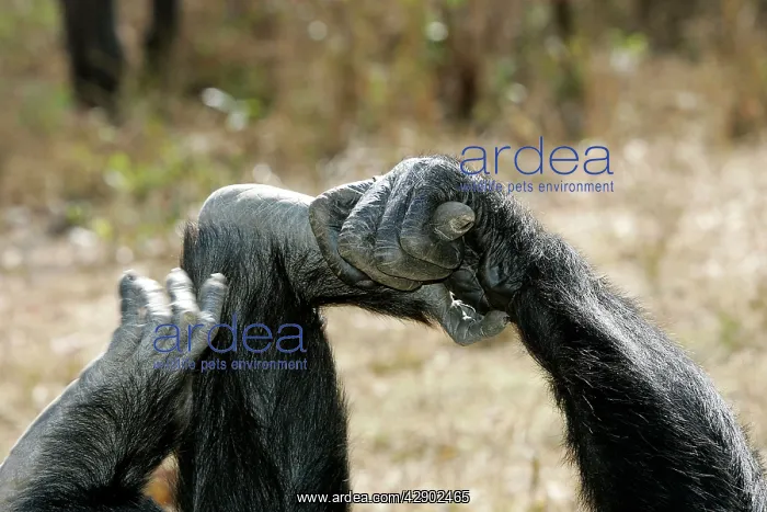  : Chimpanzee - close-up of hand and foot