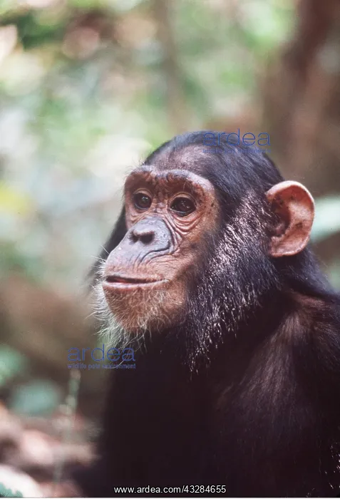 : CHIMPANZEE - close-up of head : CHIMPANZEE - close-up of head