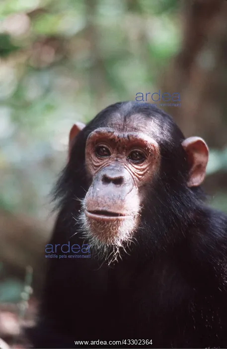 : CHIMPANZEE - close-up of head : CHIMPANZEE - close-up of head