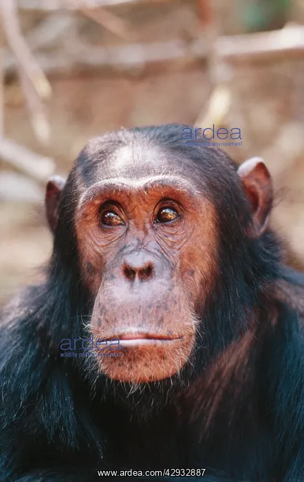 : CHIMPANZEE - close-up of head. Gimble, sixteen : CHIMPANZEE - close-up of head. Gimble, sixteen