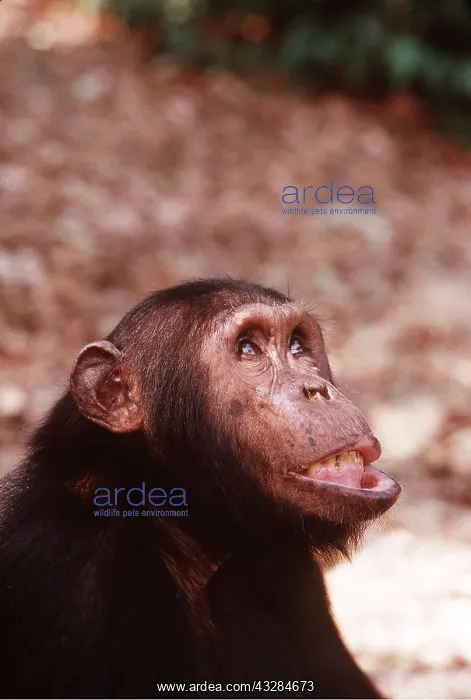 : CHIMPANZEE - close-up of head. Gimble, sixteen : CHIMPANZEE - close-up of head. Gimble, sixteen