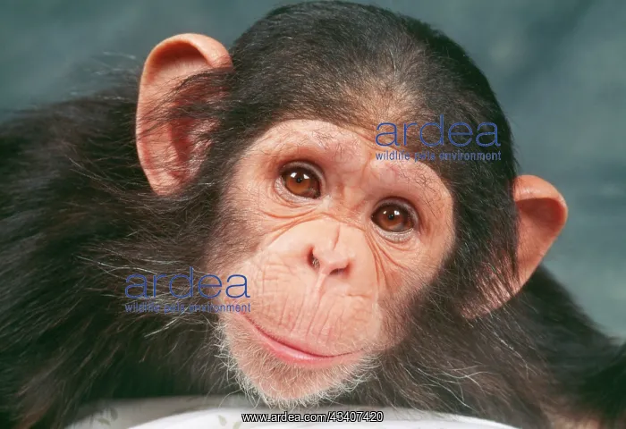 : CHIMPANZEE - close-up of young face : CHIMPANZEE - close-up of young face
