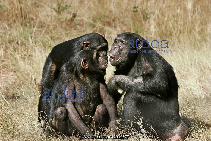 : Chimpanzee - three in communication : Chimpanzee - three in communication