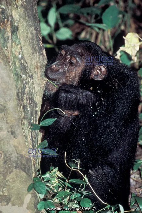 : Chimpanzee - eating : Chimpanzee - eating
