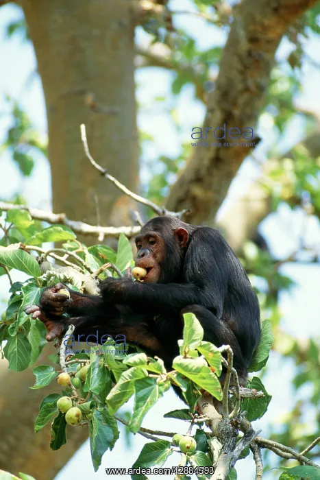 : CHIMPANZEE - Eating figs