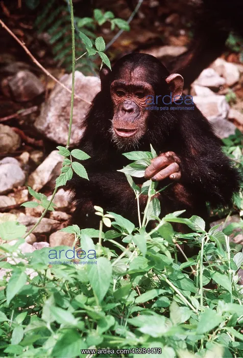 : CHIMPANZEE - eating leaves of creeping foxglove : CHIMPANZEE - eating leaves of creeping foxglove