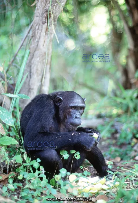  : CHIMPANZEE - eating lemons