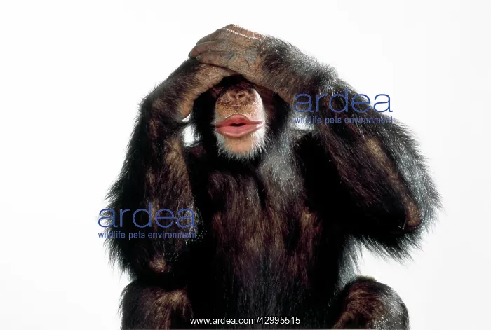 : Chimpanzee - see no evil : Chimpanzee - see no evil