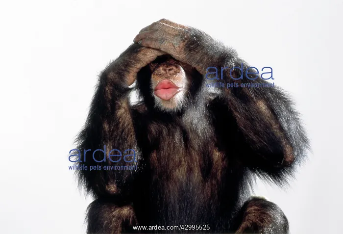  : Chimpanzee - see no evil