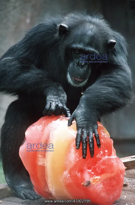 : CHIMPANZEE - extracting carrots from giant ice lolly : CHIMPANZEE - extracting carrots from giant ice lolly