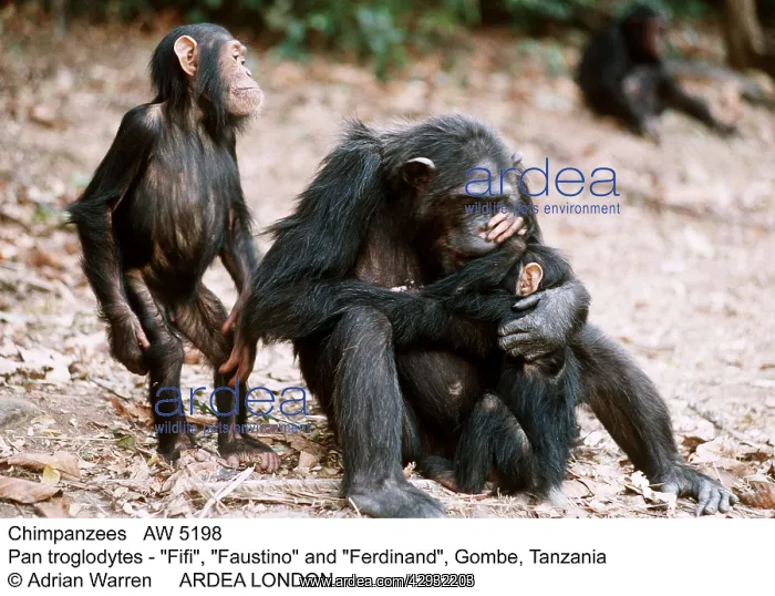 : CHIMPANZEE - family, Fifi, Faustino and Ferdinand : CHIMPANZEE - family, Fifi, Faustino and Ferdinand