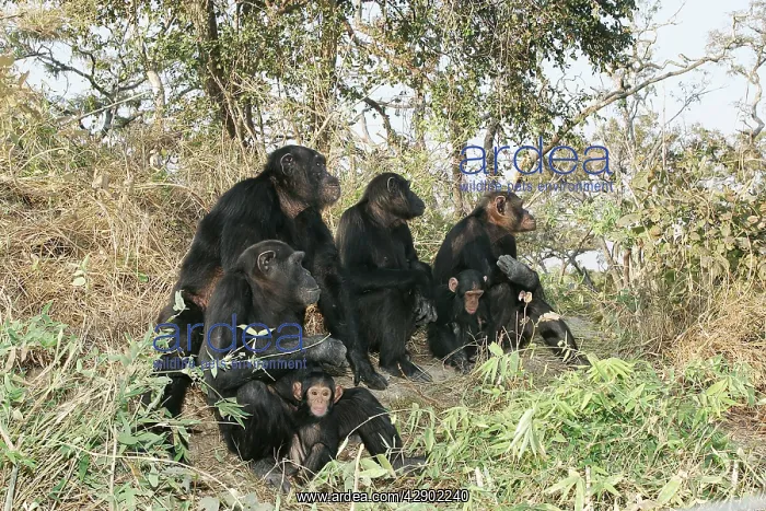 : Chimpanzee - family group : Chimpanzee - family group