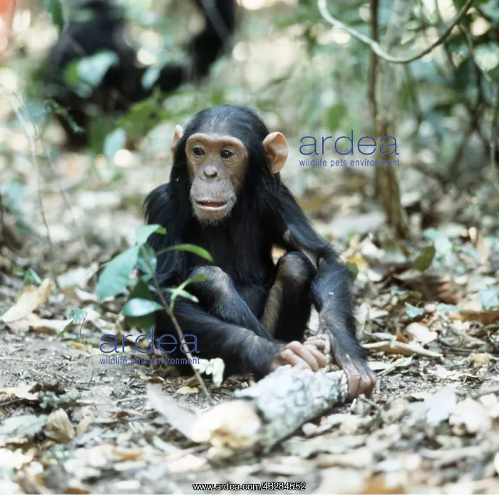 : CHIMPANZEE - Faustino infant male son of Fifi : CHIMPANZEE - Faustino infant male son of Fifi
