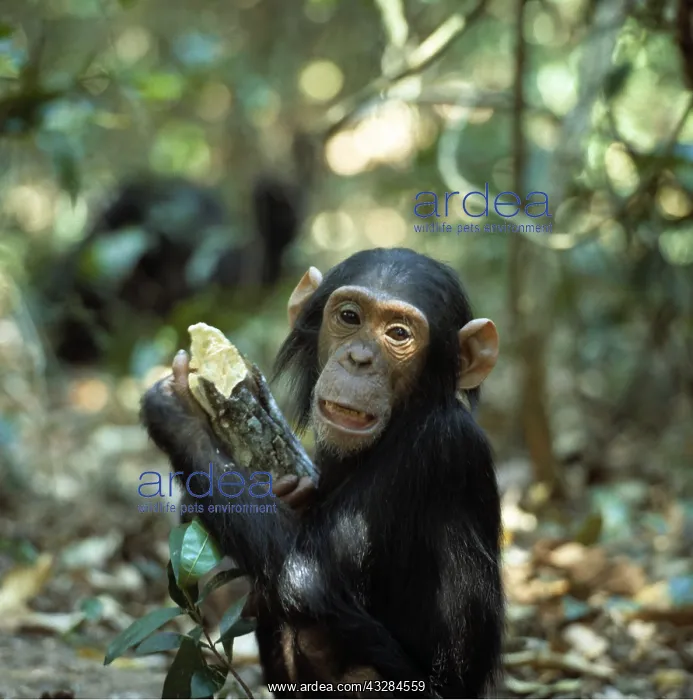 : CHIMPANZEE - Faustino Infant male, four years old : CHIMPANZEE - Faustino Infant male, four years old