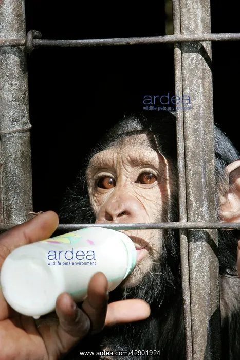 : Chimpanzee - being fed milk from a bottle though cage bars : Chimpanzee - being fed milk from a bottle though cage bars