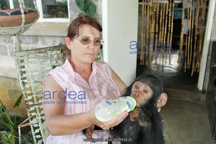: Chimpanzee - being fed by Sylvia Siddle : Chimpanzee - being fed by Sylvia Siddle
