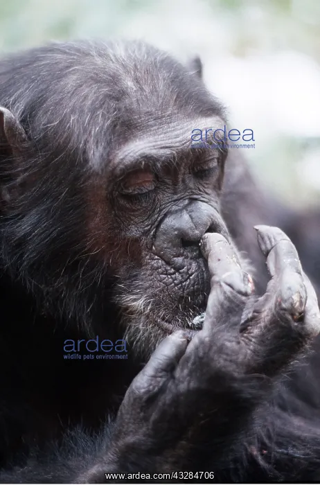 : CHIMPANZEE - Female Gigi picking nose : CHIMPANZEE - Female Gigi picking nose