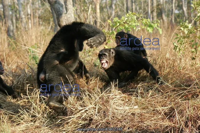 : Chimpanzee - female protecting her young from a male : Chimpanzee - female protecting her young from a male