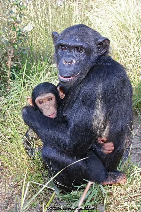 : Chimpanzee - female with six week old baby : Chimpanzee - female with six week old baby