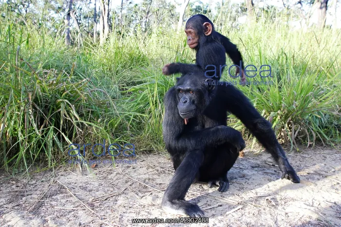 : Chimpanzee - female & young : Chimpanzee - female & young