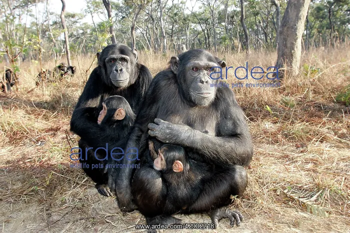: Chimpanzee - two females with young in arms : Chimpanzee - two females with young in arms