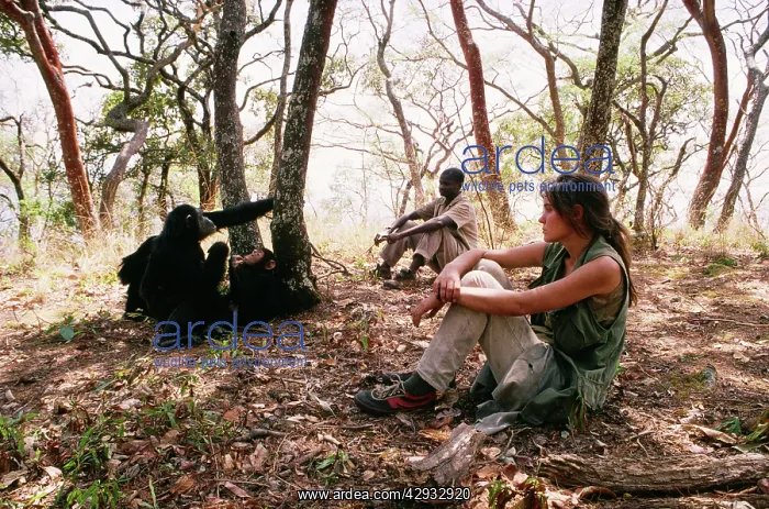 : Chimpanzee - Fifi', Bushingwa & Charlotte Uhlenbroek : Chimpanzee - Fifi', Bushingwa & Charlotte Uhlenbroek